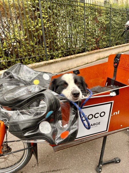 Vélo cargo chien image