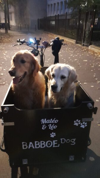 Vélo Cargo Triporteur chien ou enfant une banquette image