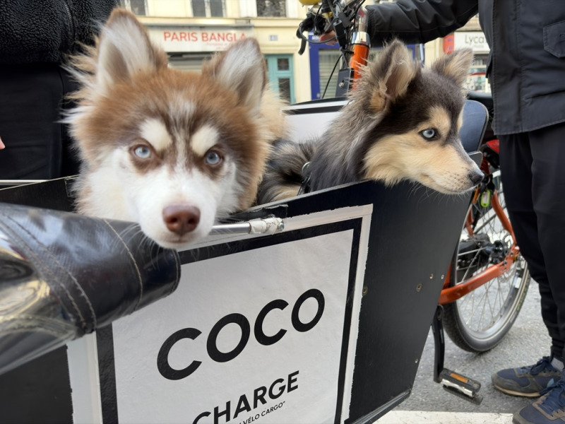 Vélo cargo chien image